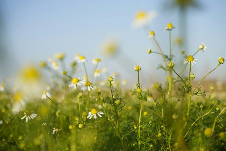 Blumenwiese mit Kamillenblüten