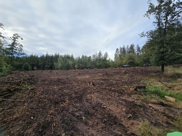 Brachland in Haste wird aufgeforstet. / Foto: Bäume statt Brachland e. V.