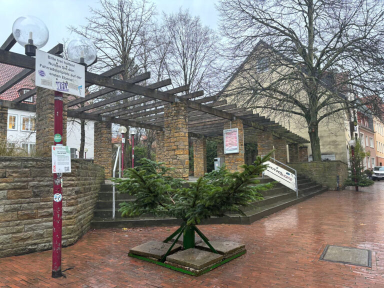 Abgesägter Weihnachtsbaum in der Osnabrücker Altstadt / Foto: Guss