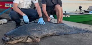 Wels vom Brombachsee