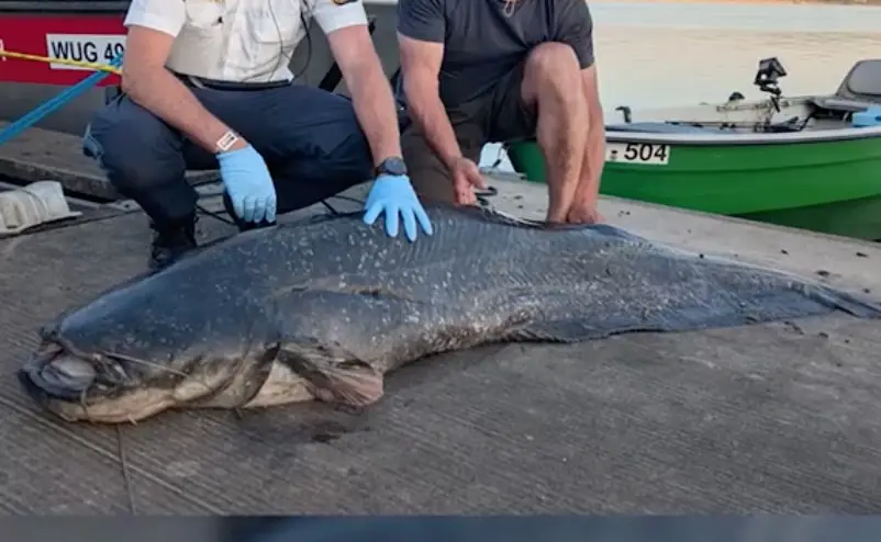 Wels vom Brombachsee