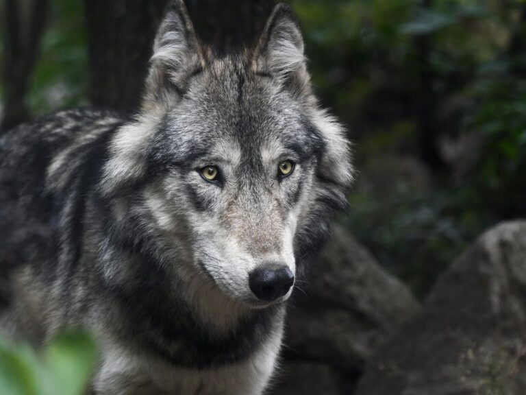 Wolf (Symbolbild) / Foto: Pixabay