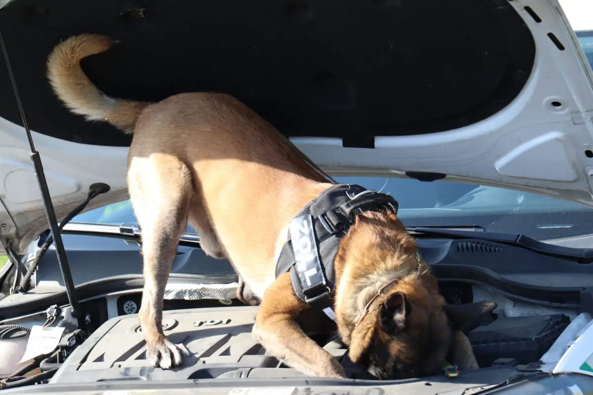 Zollhund im Einsatz