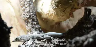 Zwei Querstreifen-Taggeckos leben sich in ihrer Anlage im Tetra-Aquarium des Zoo Osnabrück ein. / Foto: Rico Rosenau