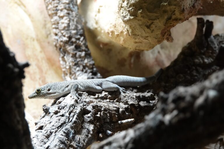 Zwei Querstreifen-Taggeckos leben sich in ihrer Anlage im Tetra-Aquarium des Zoo Osnabrück ein. / Foto: Rico Rosenau