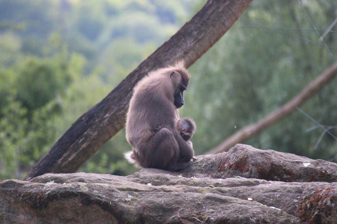 Drill-Nachwuchs im Zoo Osnabrück.