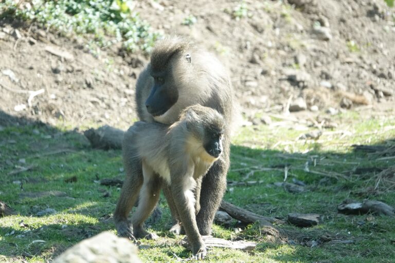 Drill-Tag im Zoo Osnabrück