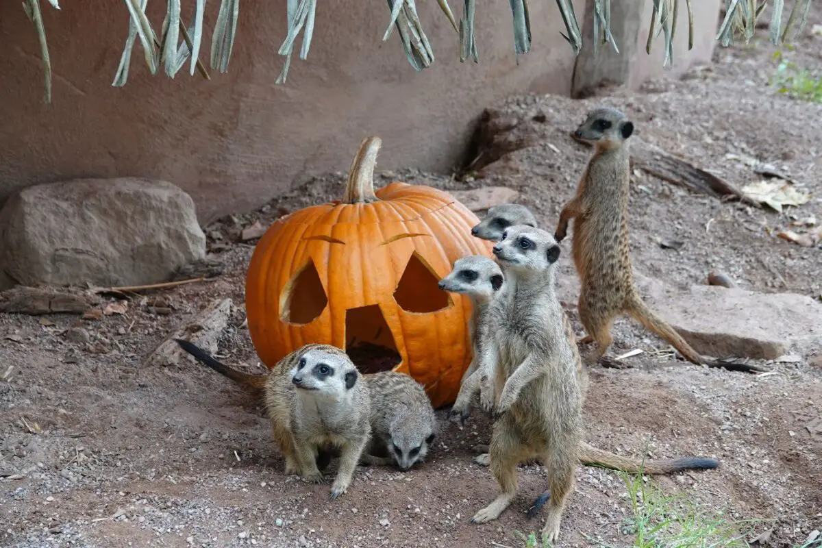 Der Zoo Osnabrück lädt vom 31. Oktober bis 2. November zum Halloween-Wochenende mit Shows, Mitmachaktionen und Kürbis-Schnitz-Wettbewerb ein. / Foto: Zoo Osnabrück (Lara Holzkamp)
