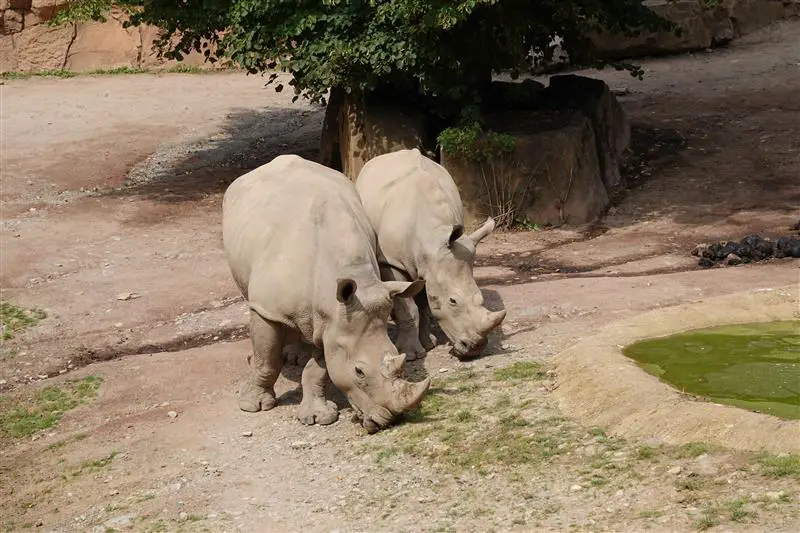 Zoo Osnabrück: Sumatra-Tiger eingeschläfert – Nashorn-Baby erwartet Nashornkuh Amalie (li.) und ihr erstes Kalb Lisbeth (re.). / Foto: Zoo Osnabrück