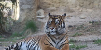 Sumatra-Tigerdame Diana / Foto: Zoo Osnabrück