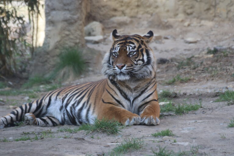 Sumatra-Tigerdame Diana / Foto: Zoo Osnabrück