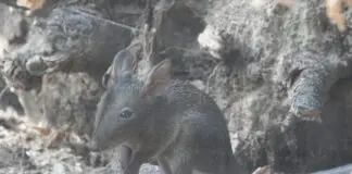 Im Zoo Osnabrück ist erstmals ein Jungtier bei den Langschnauzen-Kaninchenkängurus zu sehen – ein bedeutender Zuchterfolg bei dieser selten gehaltenen Art.