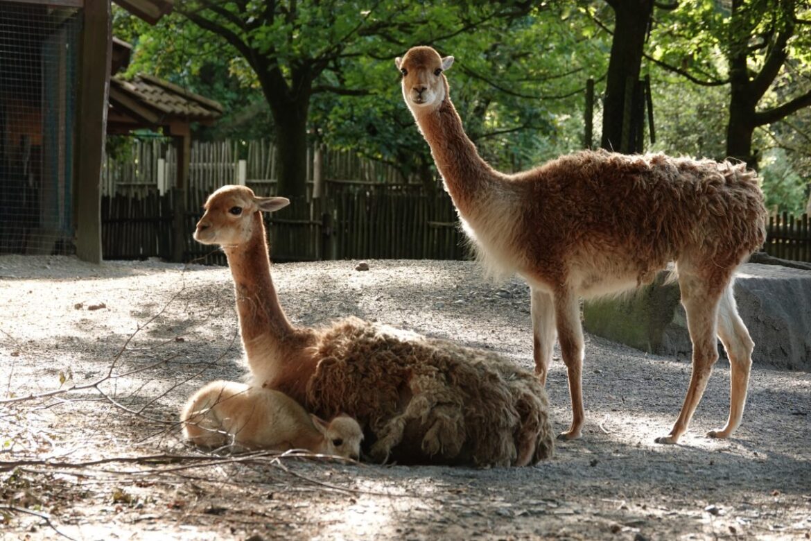 Niedersächsische Zootage