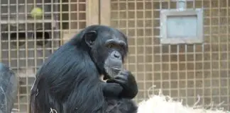 Zoo Osnabrück: Schimpansenbaby geboren