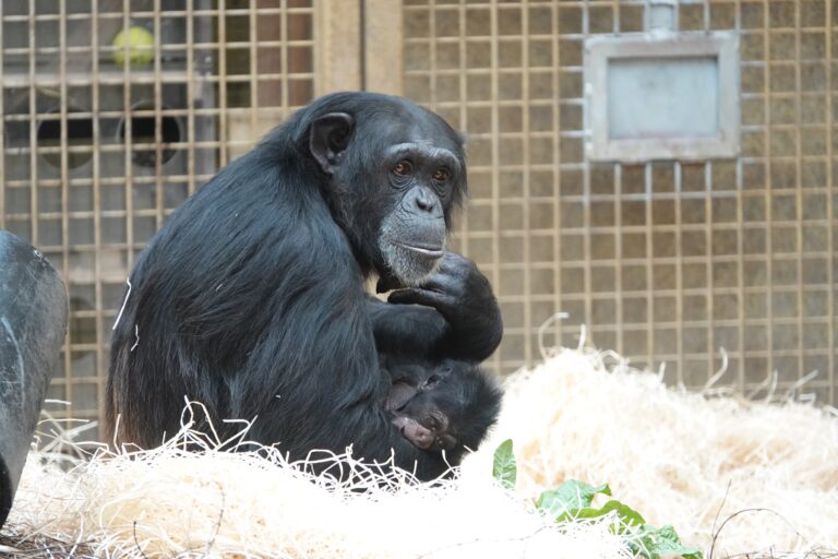 Zoo Osnabrück: Schimpansenbaby geboren