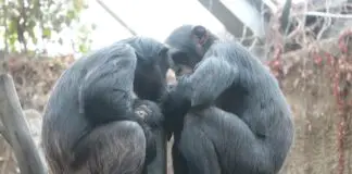 Zoo Osnabrück: Schimpansenbaby