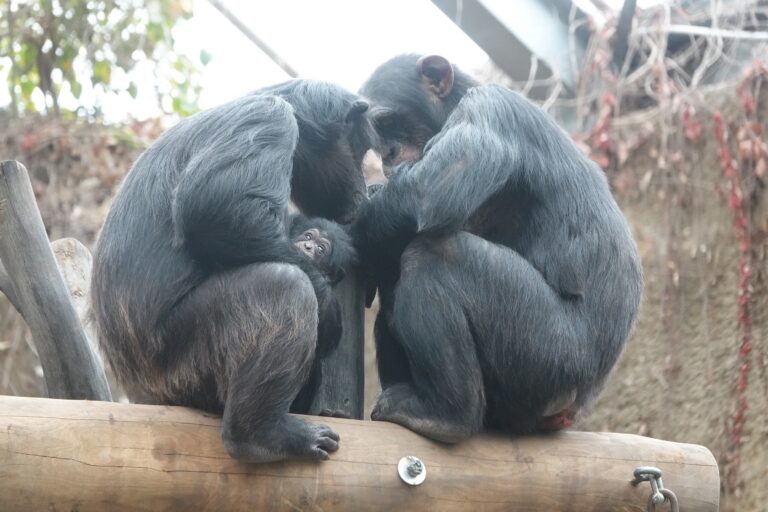 Zoo Osnabrück: Schimpansenbaby