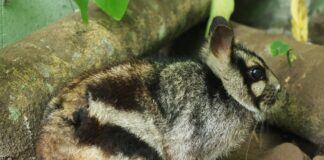 Selten und stark bedroht: Das Sumatra-Streifenkaninchen steht im Zentrum eines neuen Artenschutzprojekts, das der Zoo Osnabrück gemeinsam mit Partnern in Indonesien unterstützt. / Foto: Jochen Klaus Menner