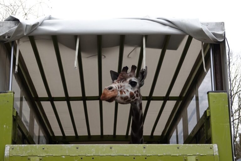 Giraffenkuh Makena ist am 24. Februar aus dem Allwetterzoo Münster zur Giraffenherde am Schölerberg gezogen.