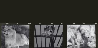 Zoo Osnabrück: Tiere gestorben