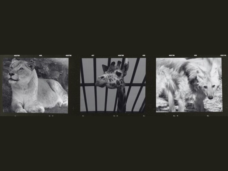 Zoo Osnabrück: Tiere gestorben